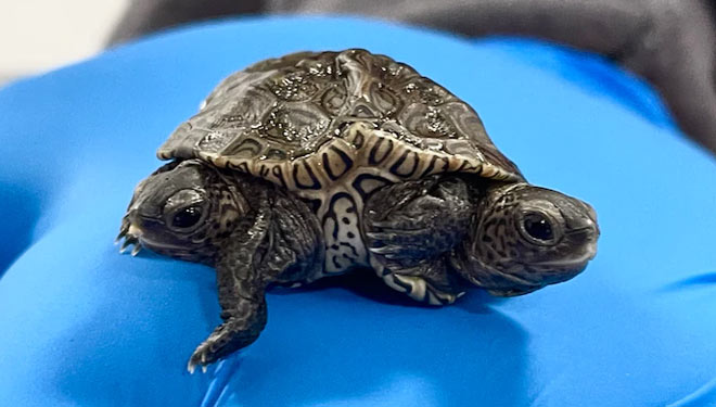 Kura-kura berkepala ganda dengan 6 kaki. (Foto: Cape Cod Branch)