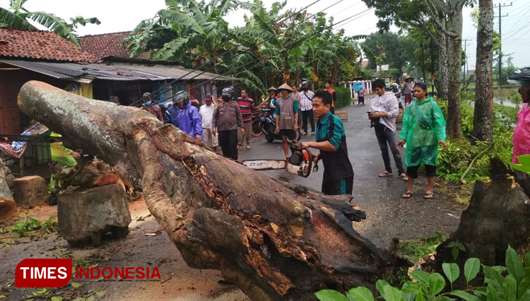 Evakuasi pohon tumbang dilakukan oleh petugas dari Polsek bersama dengan jajaran TNI Koramil Gombong, BPBD, PLN, Petugas Telkom dan warga sekitar. (FOTO : Humas Polres Kebumen for TIMES Indonesia)