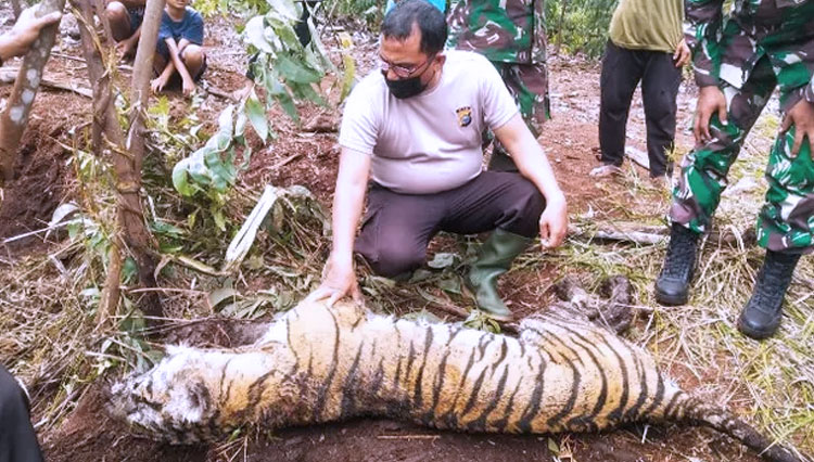 Plt Kepala Balai Besar Konservasi Sumber Daya Alam (BBKSDA) Riau Fifin Arfiana Jogasara (kanan) melihat kondisi Harimau Sumatra (Panthera Tigris Sumatrae) yang mati terjerat Minggu (17/10/2021). (FOTO: BBKSDA Riau)