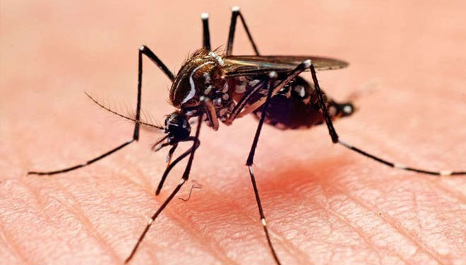 Ilustrasi nyamuk Aedes Aegypti saat menularkan DBD (FOTO: Pinterest)