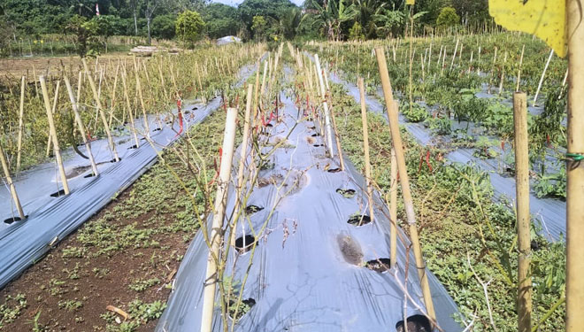 Dinas Pertanian Morotai b