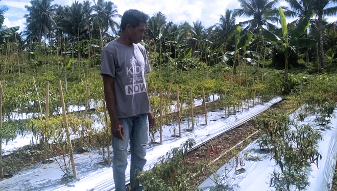 Dinas Pertanian Morotai c