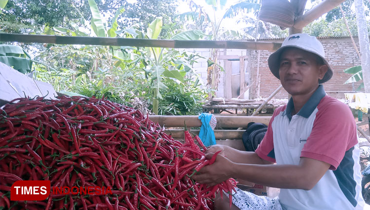 Mengintip Panen Cabai Hot Beauty di Binangun Kota Banjar