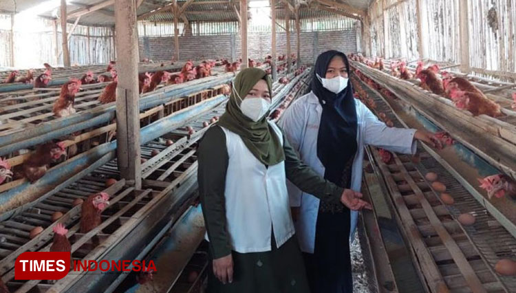 Dr. Ir. Mudawamah, M.Si bersama Afida di lokasi penelitian ayam ras petelur karangploso, kab. malang. (FOTO: AJP TIMES Indonesia)