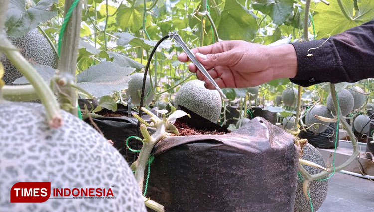 UB Produksi Melon Premium 2