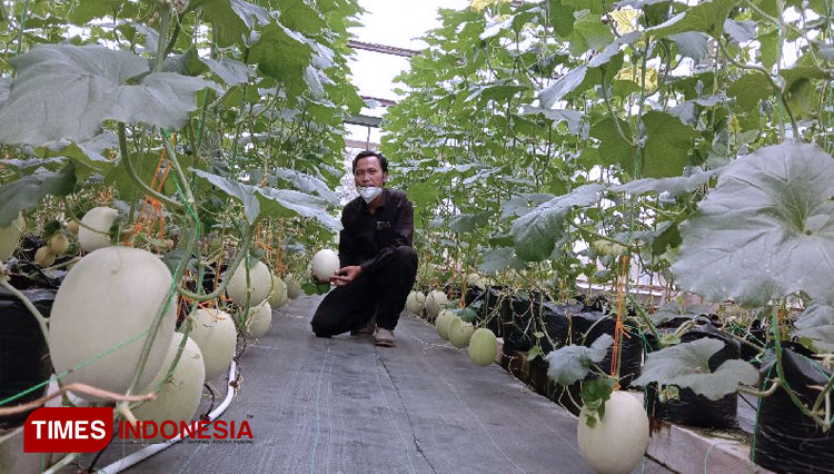 UB Produksi Melon Premium 3