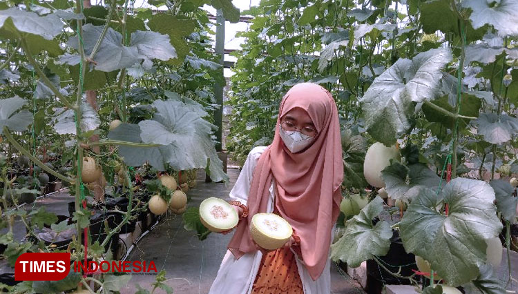 Budidaya melon premium yang dikembangkan oleh Universitas Brawijaya yang berbasis IoT dengan memanfaatkan sistem irigasi tetes. (Foto: Naufal Ardiansyah/TIMES Indonesia)