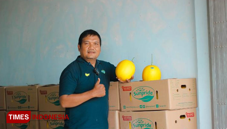 Sekali Panen Untung Ratusan Juta, Petani Tuban Sukses Bersama Melon Kinanti