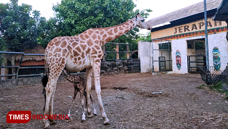 Bayi-jerapah-koleksi-Maharani-Zoo-dan-Goa-yang-baru-lahir-2.jpg