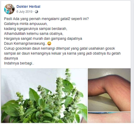 cek-fakta-daun-kemangi-5.jpg