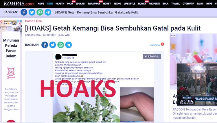 cek fakta daun kemangi
