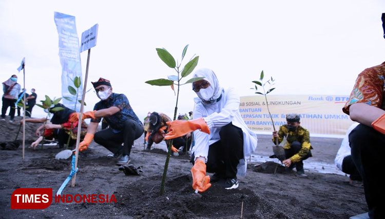 Bupati Banyuwangi Ipuk Fiestiandani Azwar Anas saat melakukan penanaman pohon di pantai Cacalan Banyuwangi (FOTO: Rizki Alfian/ TIMES Indonesia)