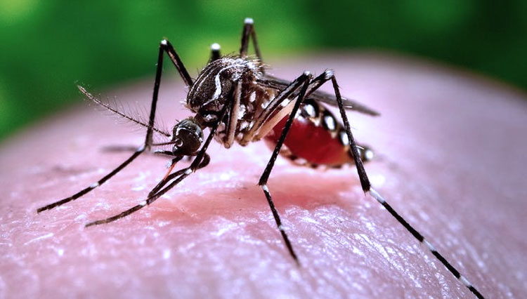 Ilustrasi - Nyamuk Malaria (FOTO: Pinterest)