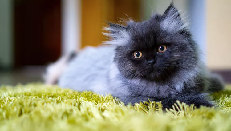 Kucing Persia, Hewan Peliharaan Paling Populer di Dunia