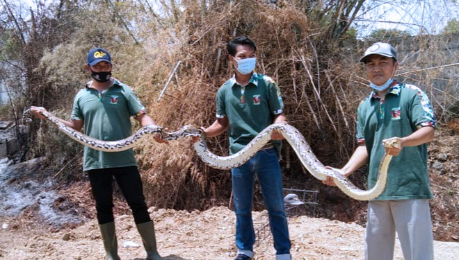 Proses evakuasi ular sanca yang dilakukan oleh animal keeper Maharani Zoo dan Goa Lamongan, di sebuah rumpun bambu dekat permukiman warga. (FOTO: Maharani Zoo dan Goa Lamongan for TIMES Indonesia)