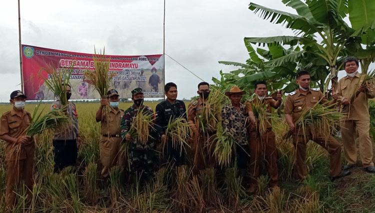 26 Tahun Selalu Gagal Panen, Lahan Sawah di Krangkeng Indramayu Kini Panen Raya