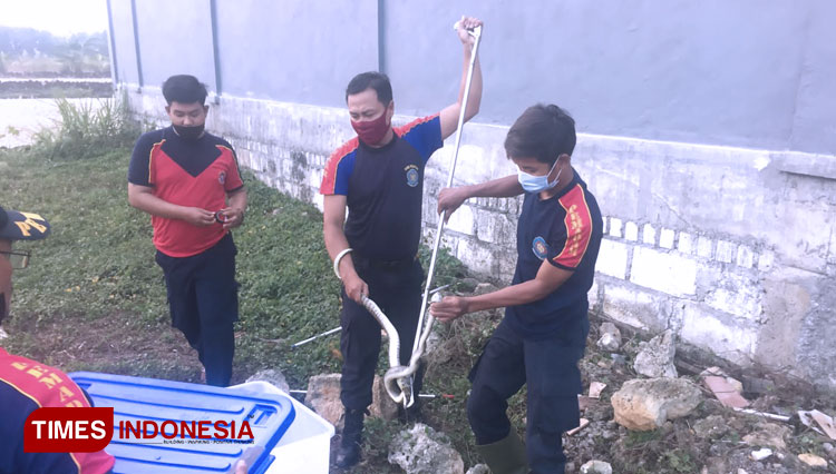 Petugas Damkar Lamongan, saat mengevakuasi ular king cobra di samping rumah salah satu warga perumahan Tanjung Indah Eksekutif. (FOTO: Damkar Lamongan for TIMES Indonesia)
