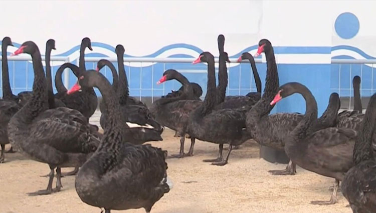 Angsa hitam di bengkel pembiakan unggas Kwangpho Duck Farm Sondok.(FOTO: KCTV/North Korea News)