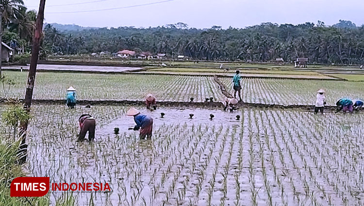 Dinas Pertanian Pangandaran Rancang Penguatan Pangan Saat Pandemi Covid-19