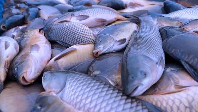 Ilustrasi ikan.(Foto: iStock)