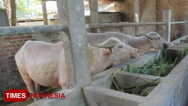 Kebo.jpg
