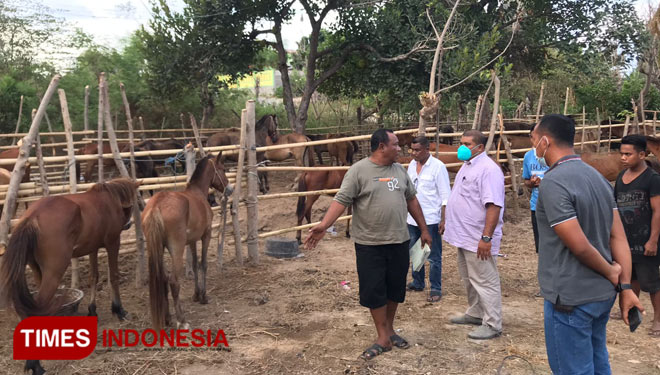 Sejumlah ternak kuda dari Kabupaten Sumba Barat yang sudah diperiksa kelengkapan dokumen oleh beberapa instansi terkait siap diantarpulauakan.(FOTO:Habibudin/TIMES Indonesia)