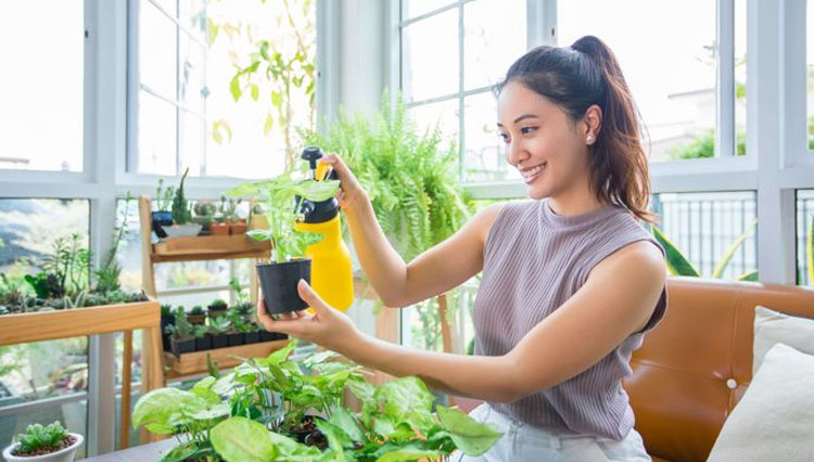 Illustration – Guide to choosing houseplants. (PHOTO: iStockphoto) 