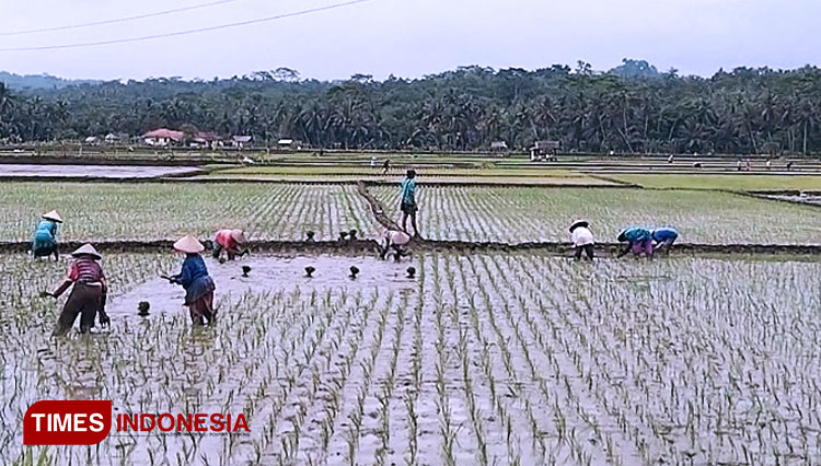 Petani di Pangandaran sedang melaksanakan tanam padi disawah (FOTO : Syamsul Ma'arif/TIMES Indonesia)