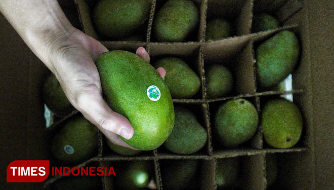 Mangga-3.jpg
