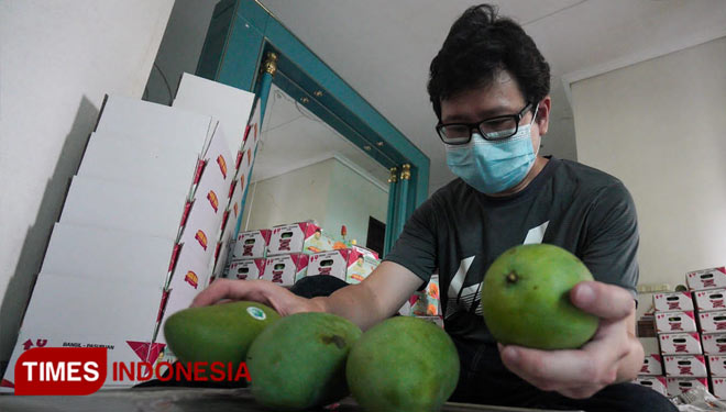Proses packing buah mangga alpukat Christo Mango di Surabaya, Jumat (5/11/2021).(Foto : Lely Yuana/TIMES Indonesia)