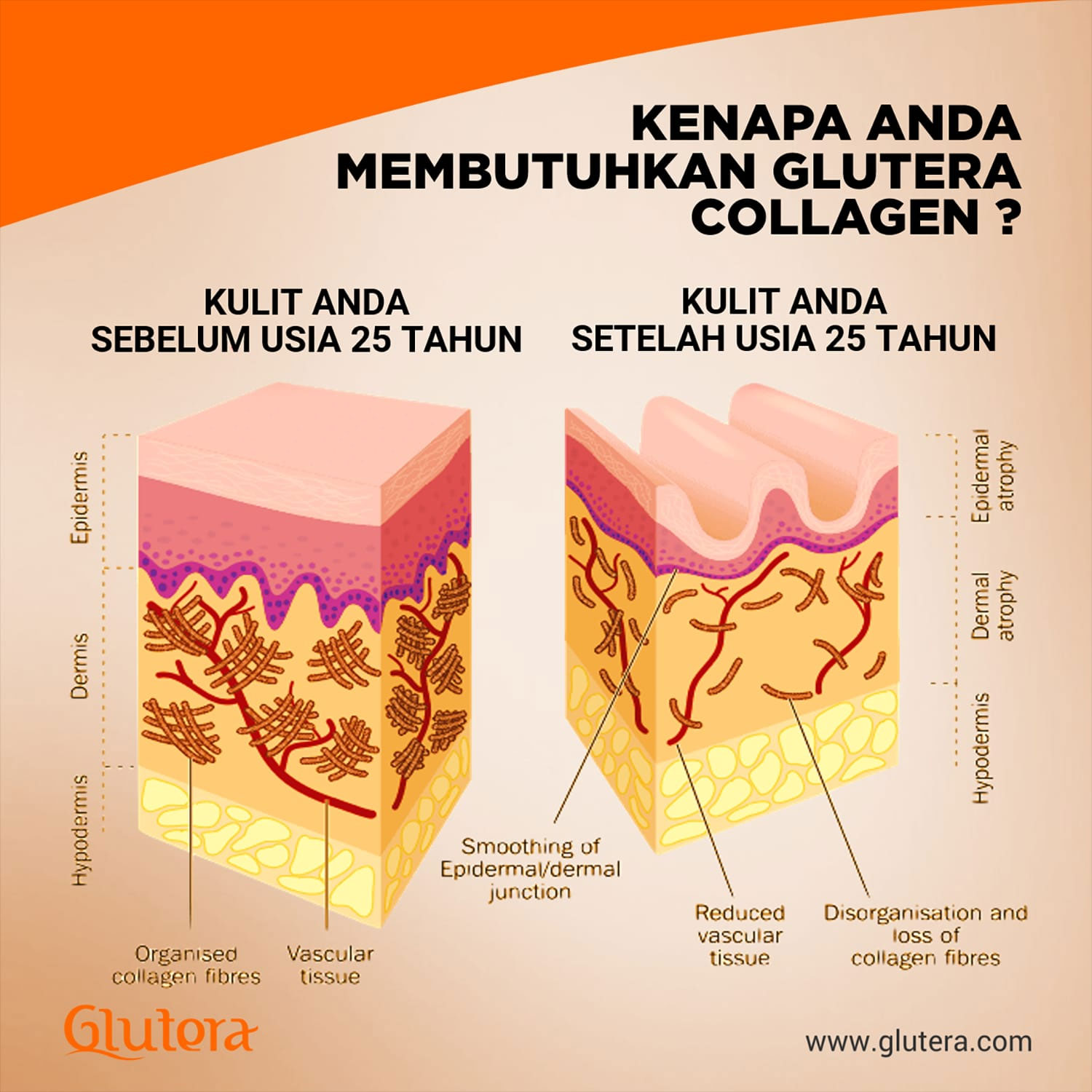 collagen.jpg