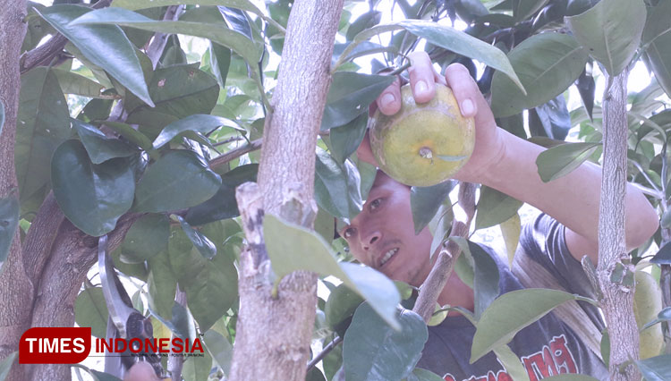 Seorang petani memetik buah jeruk gergah di dalam kebunnya. (Foto: Asnadi/TIMES Indonesia)