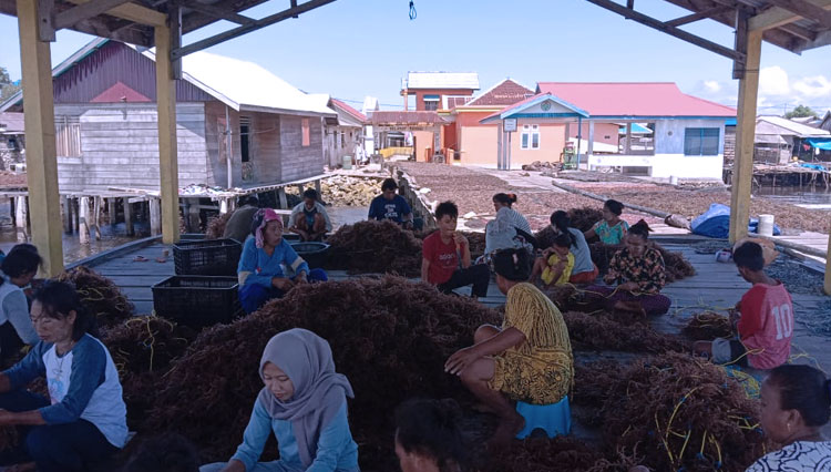 Nelayan budidaya Taliabu saat melakukan Panen (FOTO: Dok. Penyuluh Perikanan Taliabu for TIMES Indoensia)