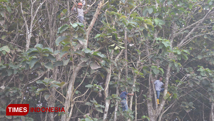 Petugas membersihkan ranting dan dahan pohon yang berdekatan dengan jaringan listrik, (Foto: Asnadi/Times Indonesia)