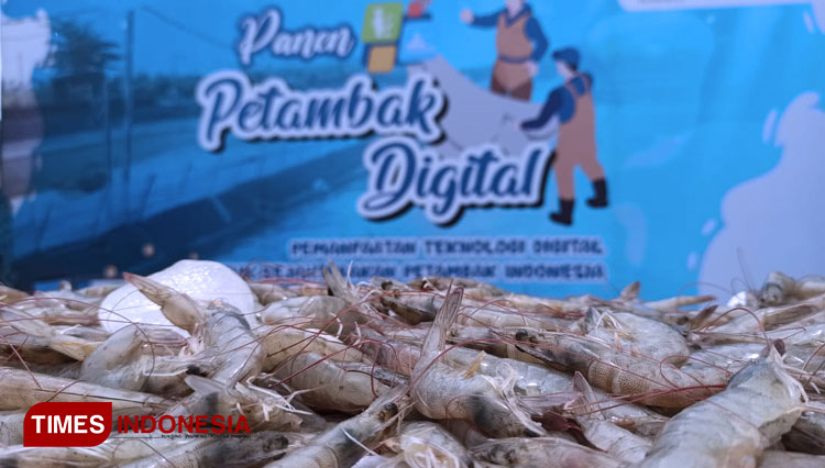 Udang tambak hasil budidaya di Banyuwangi. (FOTO: Agung Sedana/TIMES Indonesia)