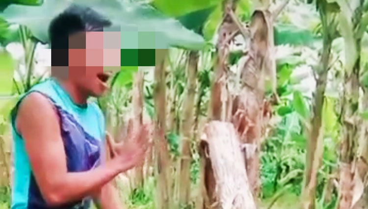 Potongan video pohon pisang Cavendish milik warga di Bondowoso jadi korban Salam dari Binjai (Foto: Capture video TikTok).