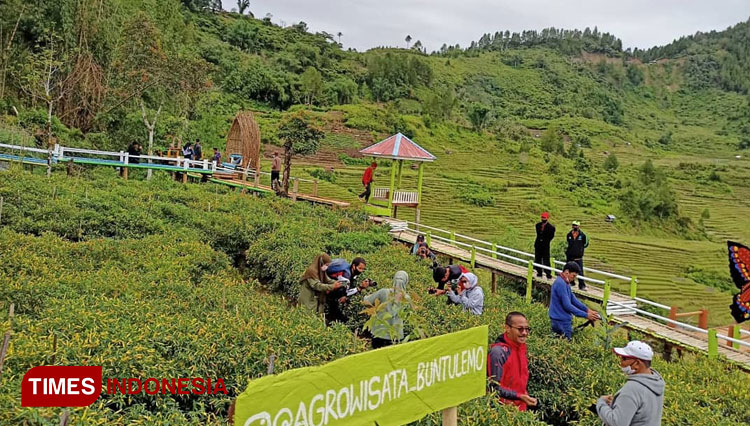 Para wisatawan tampak sedang berselfie ria sembari menikmati memetik cabai di salah satu lokasi Agrowisata Buntulemo, Kabupaten Luwu Utara. (Foto : Yuli Wartika for Times Indonesia)