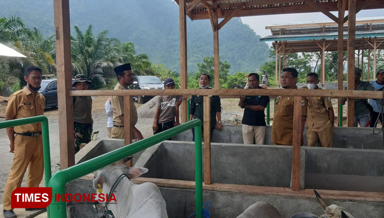 program Kementan bantuan ternak sapi di daerah Topogaro