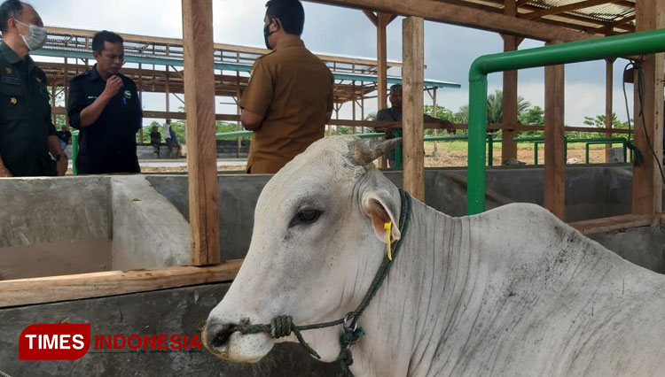 Staf Khusus Mentan RI Yesiah Ery Tamalagi saat melihat progres program bantuan ternak sapi di daerah Topogaro. (Foto : Dok Yesiah Ery Tamalagi for Times Indonesia)