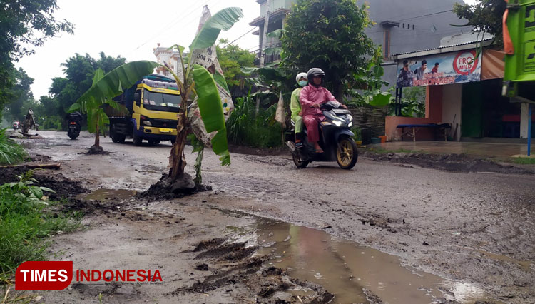 Protes Jalan Rusak Warga Jombang Tanam Pohon Pisang Di Tengah Jalan