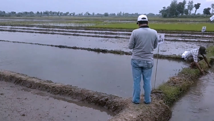 Persawahan di wilayah Kecamatan Pagerwojo Tulungagung yang menggunakan sistem pertanian organik. (FOTO: PSDKU Fak Pertanian UB Kediri for TIMES Indonesia)