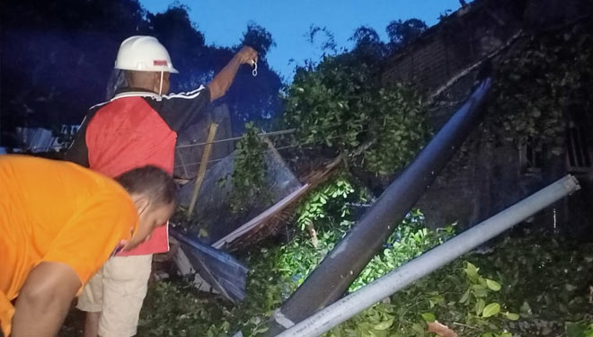 Proses evakuasi BPBD Kabupaten Mojokerto pasca kejadian pohon tumbang yang disebabkan angin kencang, Selasa (23/11/2021) (Foto: Dok. BPBD Kabupaten Mojokerto for TIMES Indonesia) 