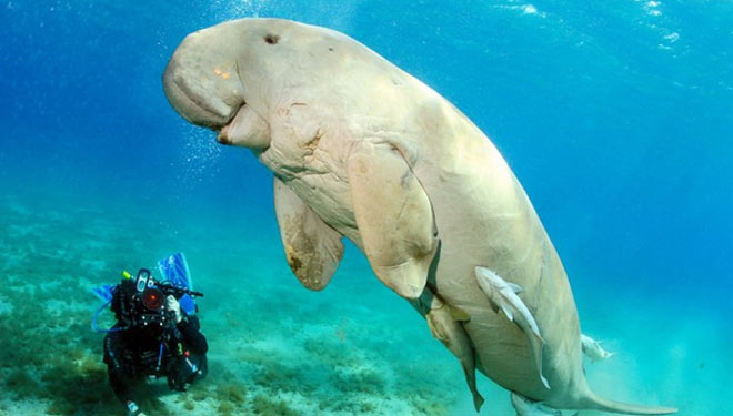 Ikan duyung atau yang biasa disebut dugong. (AntaraNews)
