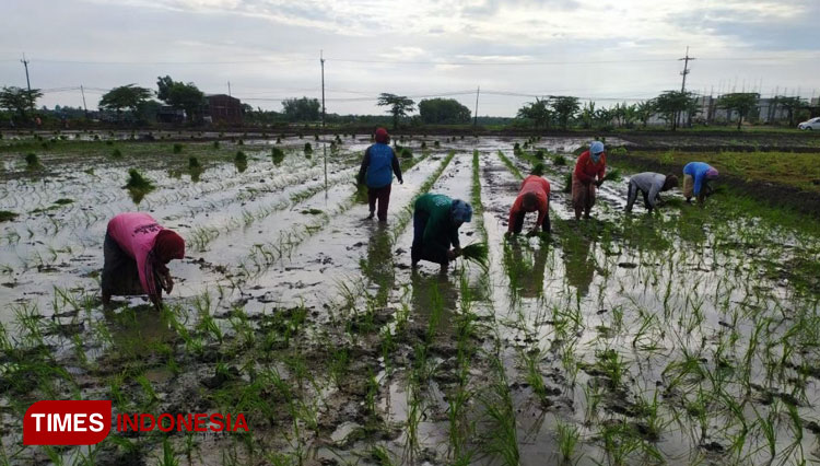 Geliat petani dalam rangkaian kegiatan tanam padi serentak di BPP Kostratani Sugio. (FOTO: AJP TIMES Indonesia)