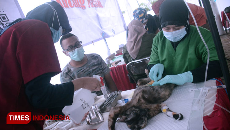 Gandeng Malang Animal Clinic, Srimaya Foundation Menggelar Steril Masal Kucing Domestik