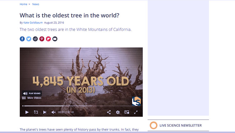cek fakta Pohon Tertua Dunia berusia 6000 tahun 3