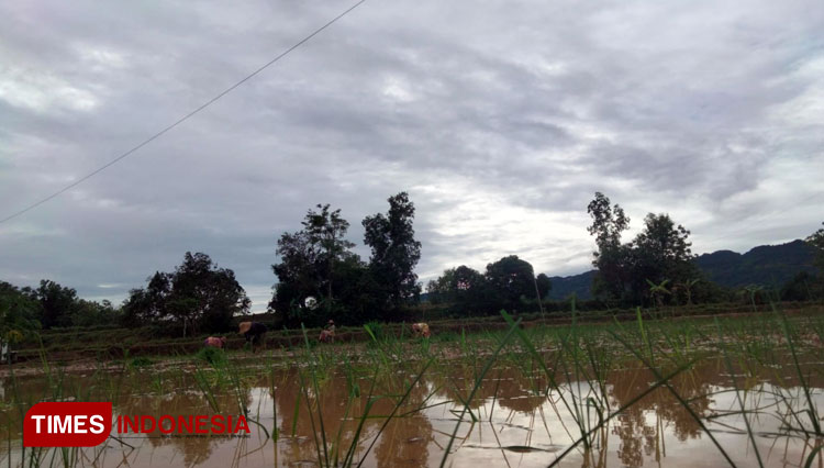 Petani mulai melakukan tanam padi mereka. Mereka diharapkan bisa ikut Asuransi Usaha Tanaman Padi (Foto: Moh Bahri/TIMES Indonesia).