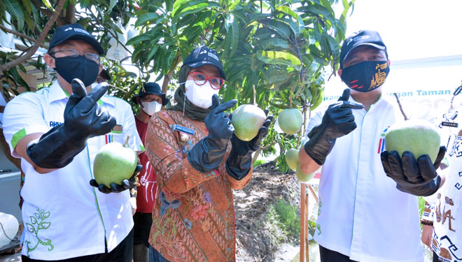 Panen raya di Bumi Patra Indramayu.(Foto: Pertamina RU VI Balongan)