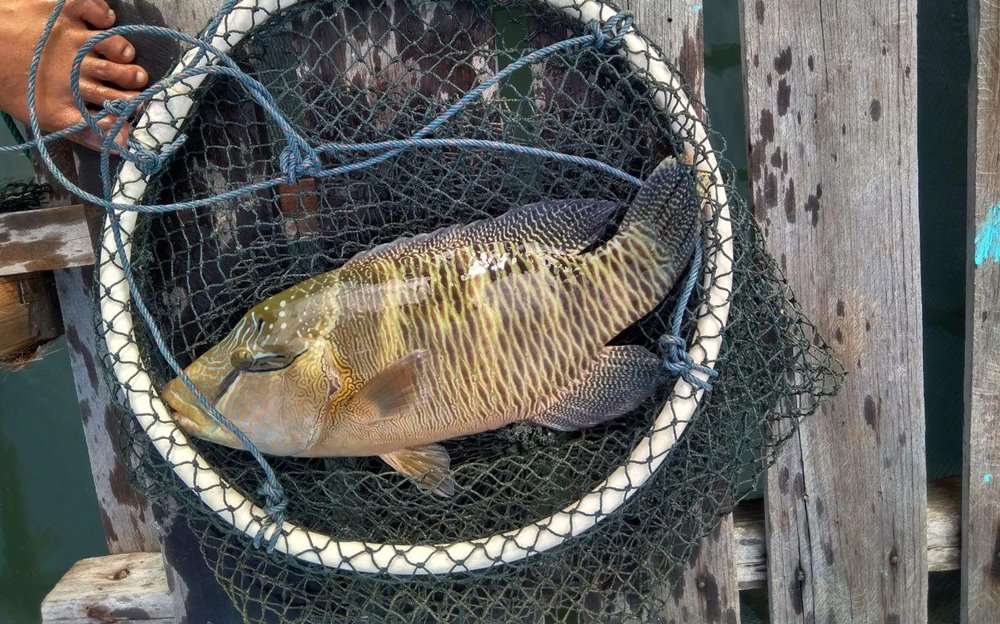 Ikan-Napoleon.jpg