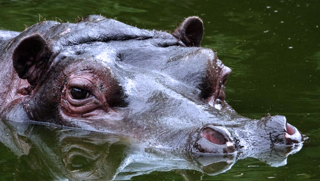 Kebun Binatang Antwerpen mengatakan tidak jelas bagaimana kuda nil tertular virus. (FOTO: BBC/Getty Image)